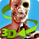 Easy Anatomy 3D - learn anatomy